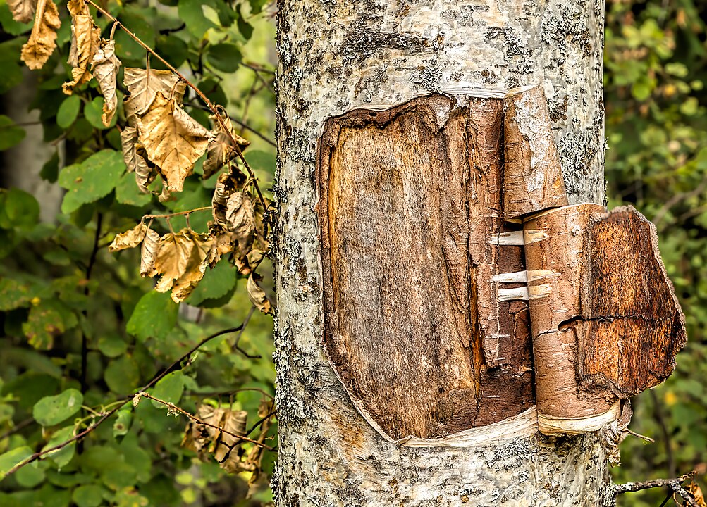 A trunk of a birch, with part of bark cut out