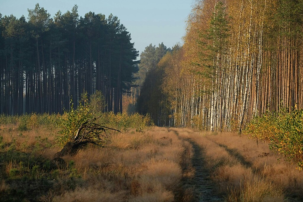 Campsite near Tree Line