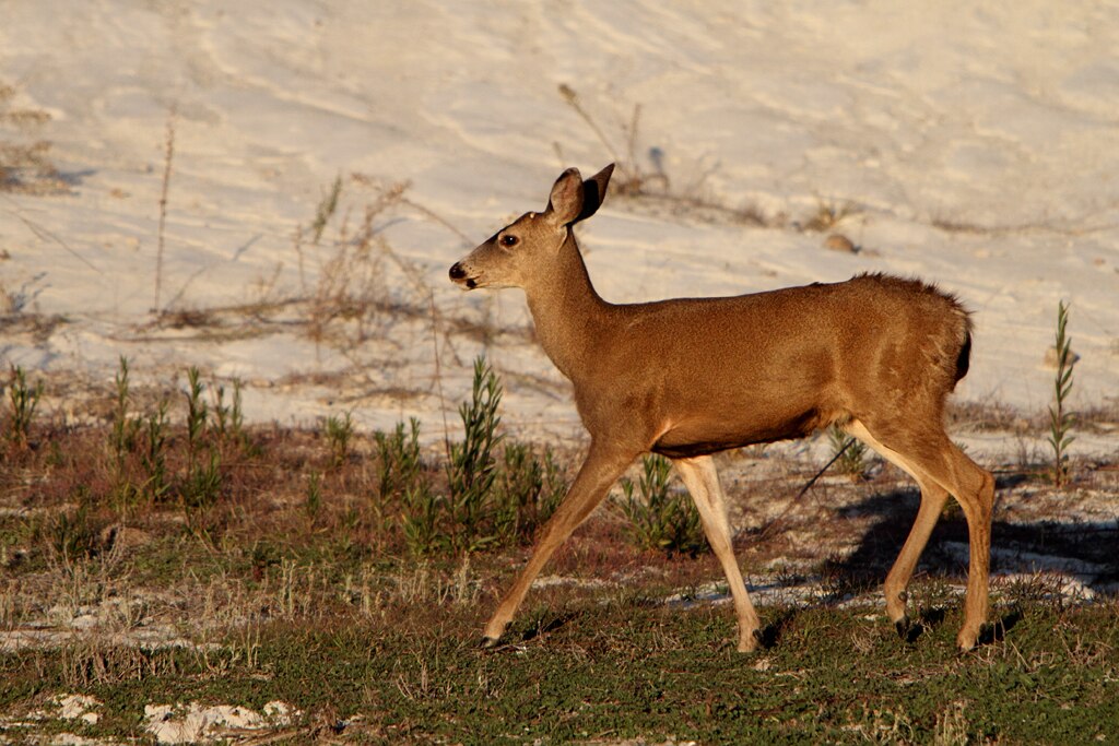 Black Tailed Deer