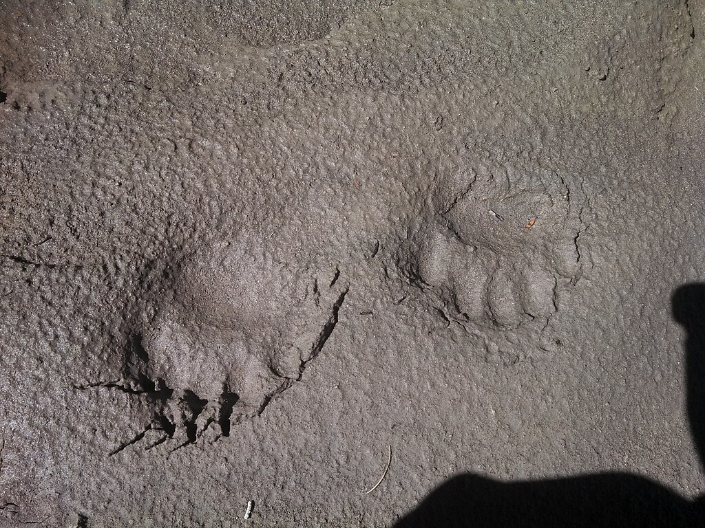 Black Bear Tracks