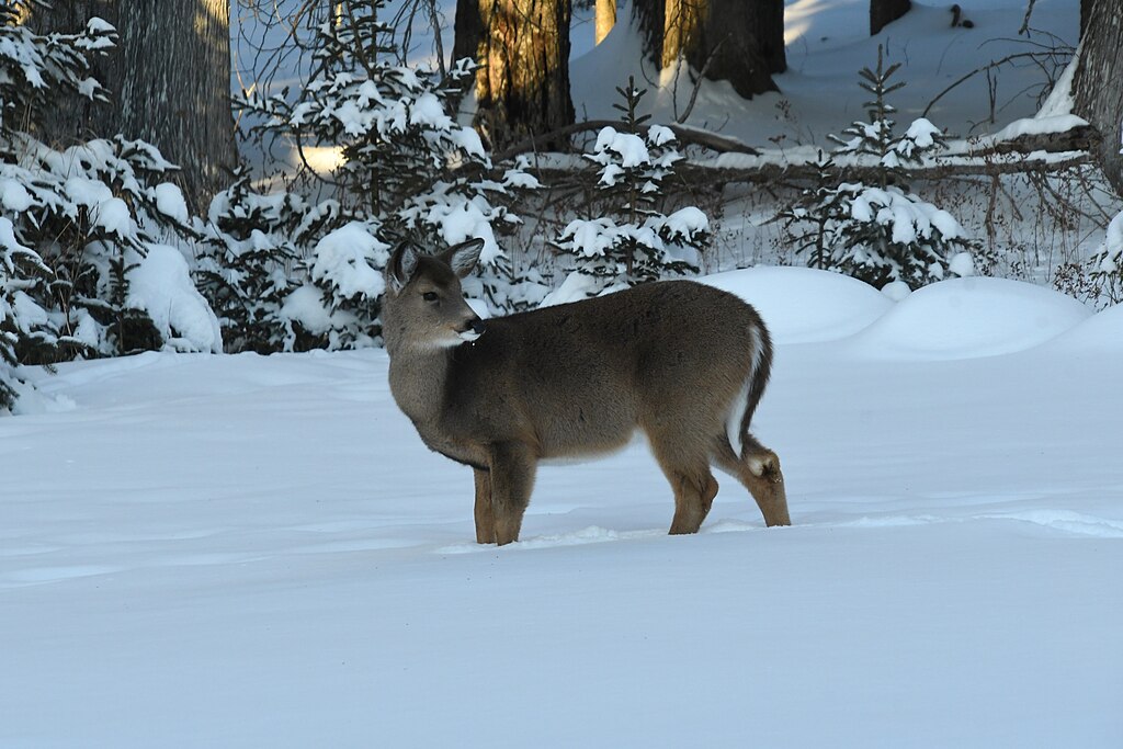 Deer in Deep Snow