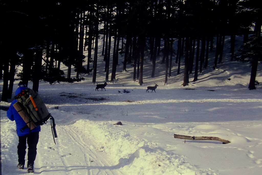 Red_deer_by_the_forest_edge_-_geograph.org.uk_-_6451192