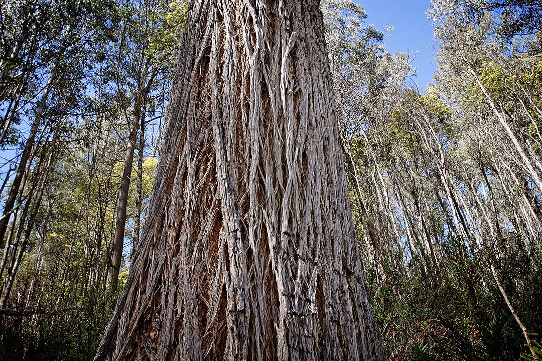 Inner Bark from Dead Standing Trees