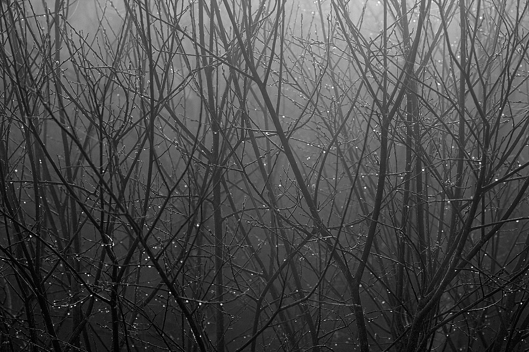 Fog Drip Collection for water