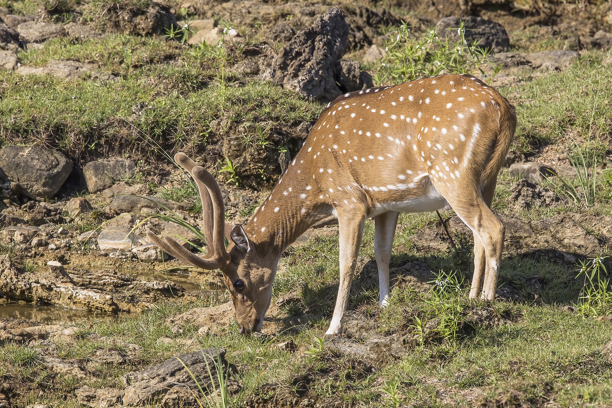 Deer Grazing the Grass