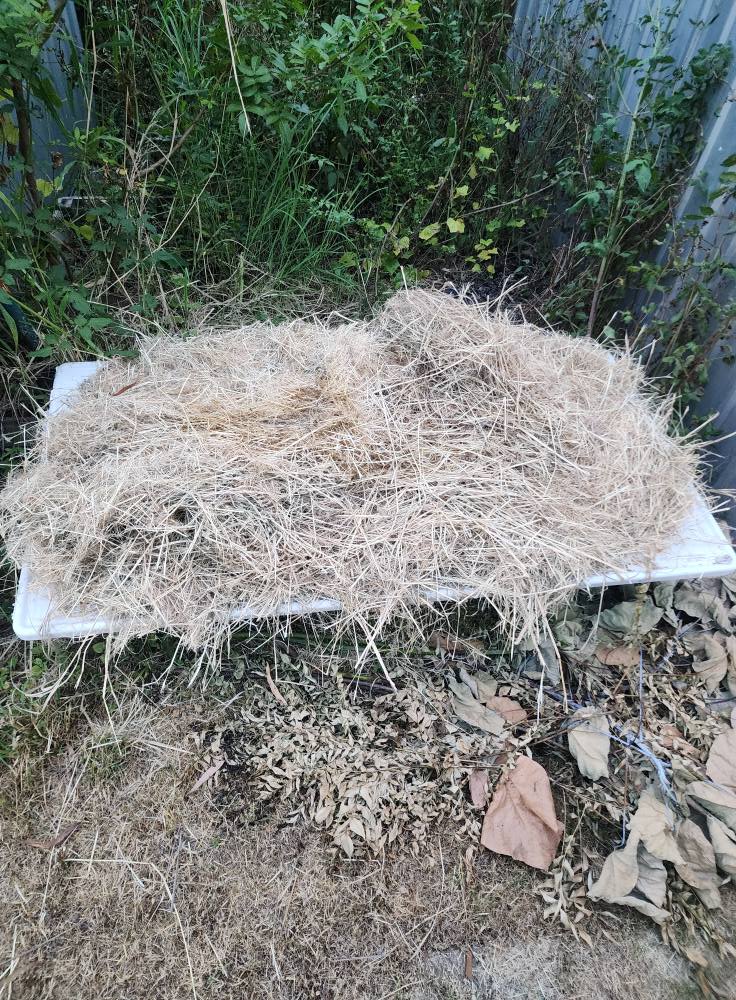 Dry Grass Bundles