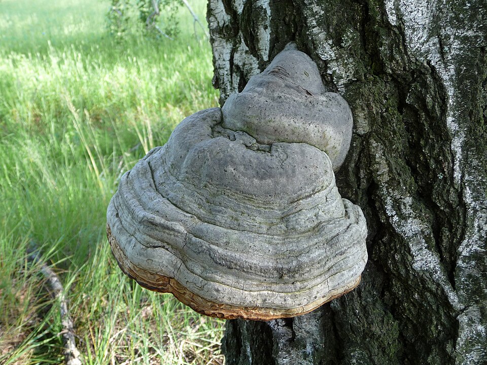 Tinder fungus (Fomes fomentarius) on a dead birch (Betula)