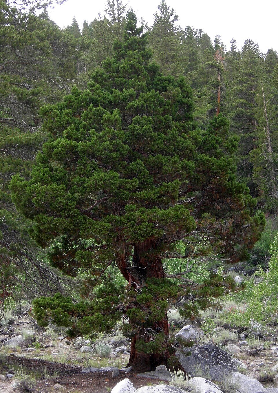 Juniperus grandis in the eastern Sierra Nevada, Rock Creek Canyon, California