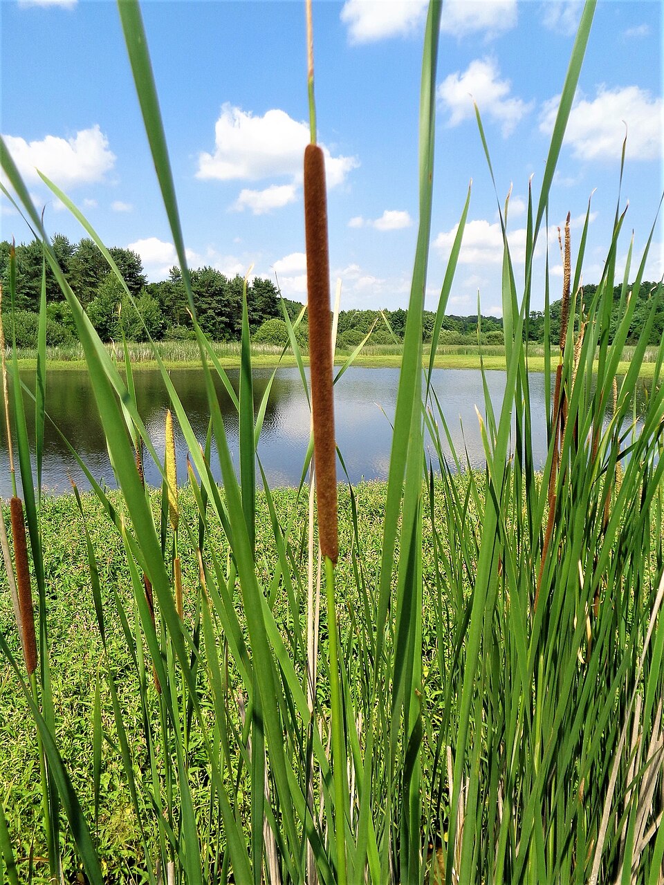 Typha angustifolia at the edge of a reservoir in Croatia