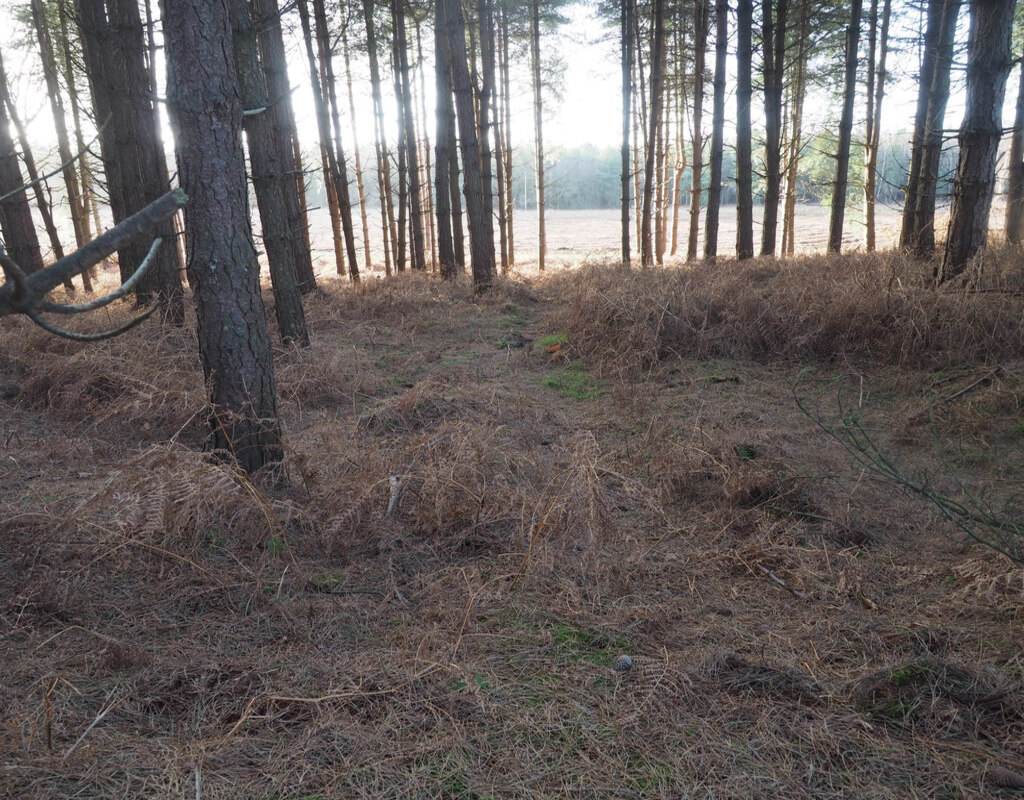 Animal_track_-_geograph.org.uk_-_6054540 (1)