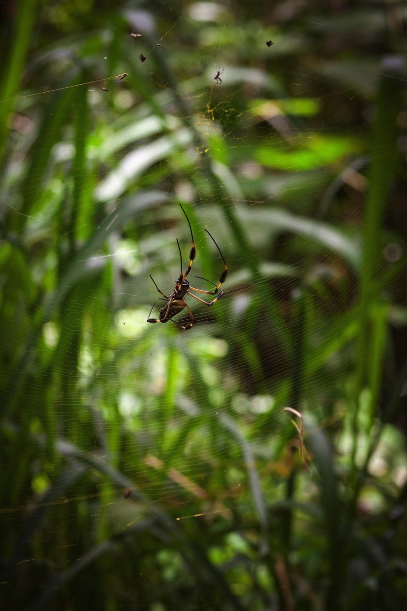 spider, silk, spider silk, nature, insect photography, insect, animal, life, outdoor activity, wildlife