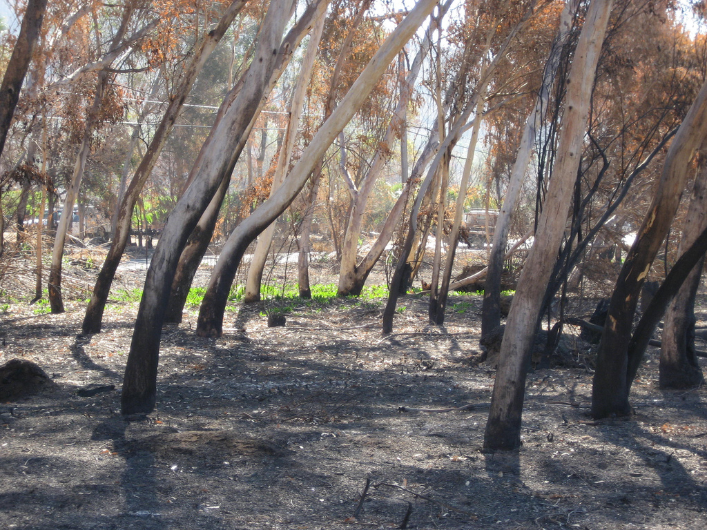 Eucalyptus trees bent over due to the high winds and heat