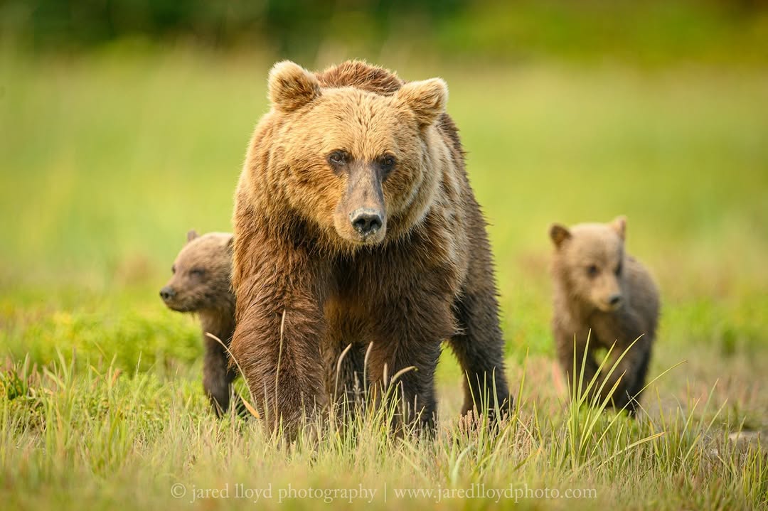 northwestern Montana grizlly bear