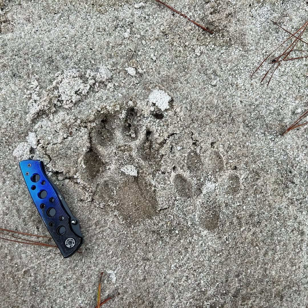 Fox Track