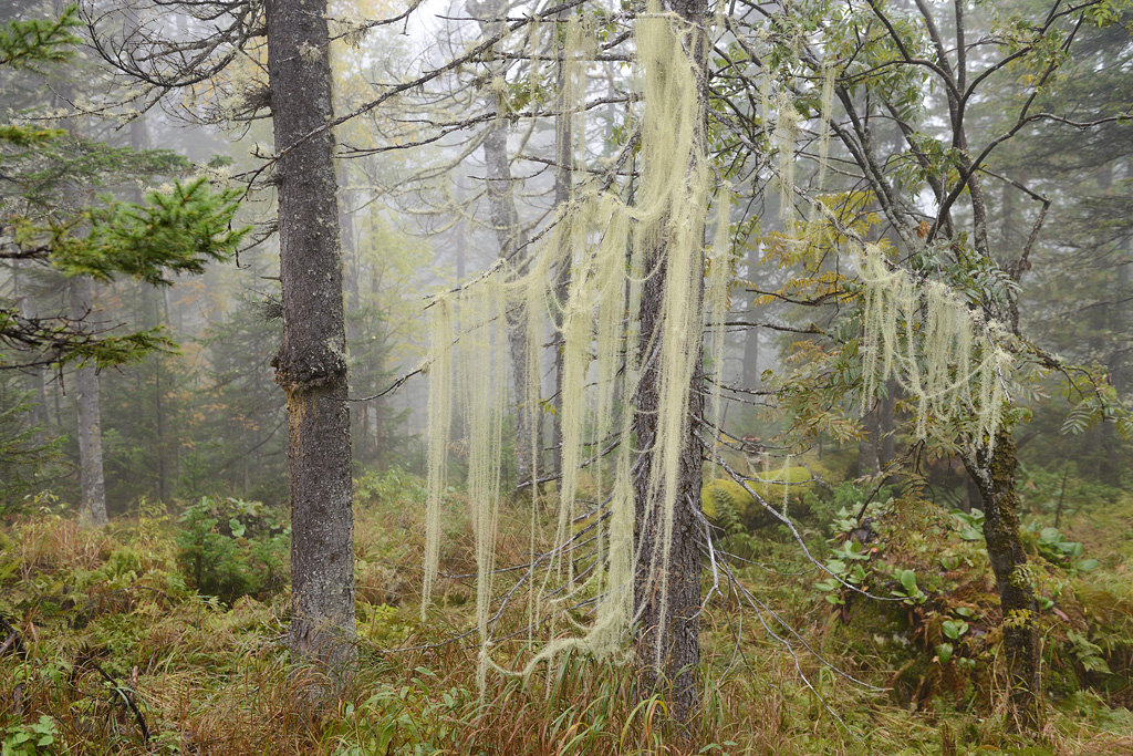 Long, pendulous Usnea lichens in the Baikal Nature Reserve, Russia