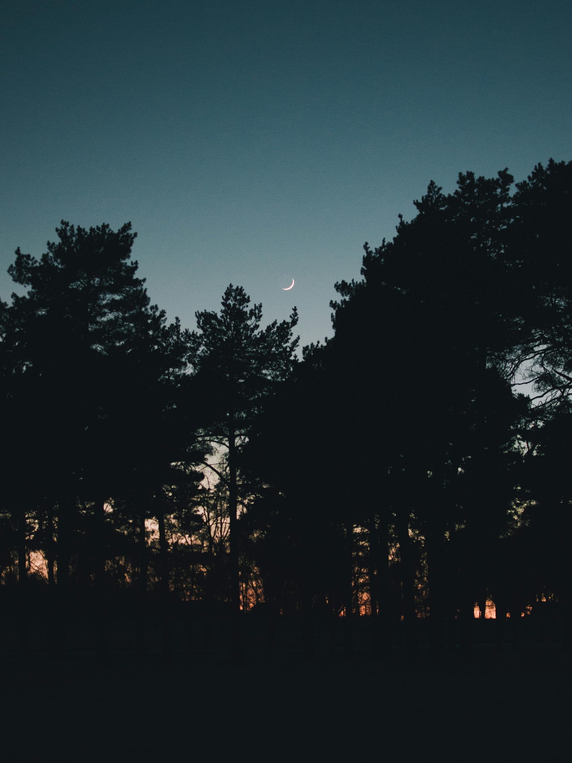 Silhouette of Trees at Night