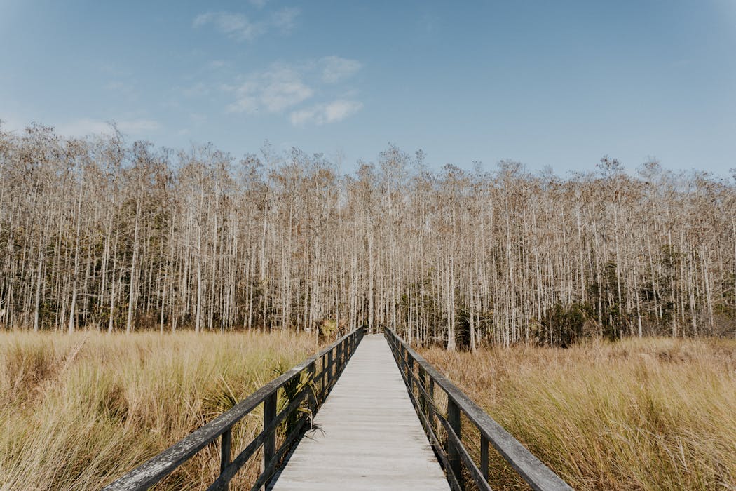 Wooden Bridge Over the Green Grass Field