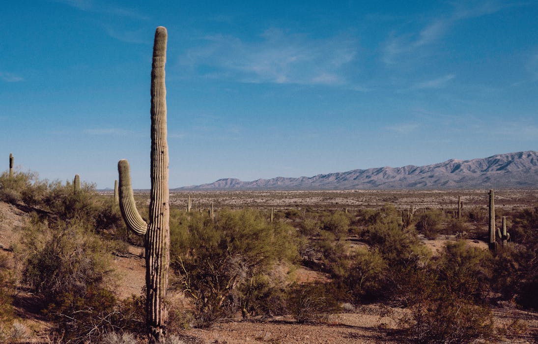 Cactus and Bushes on Prairie