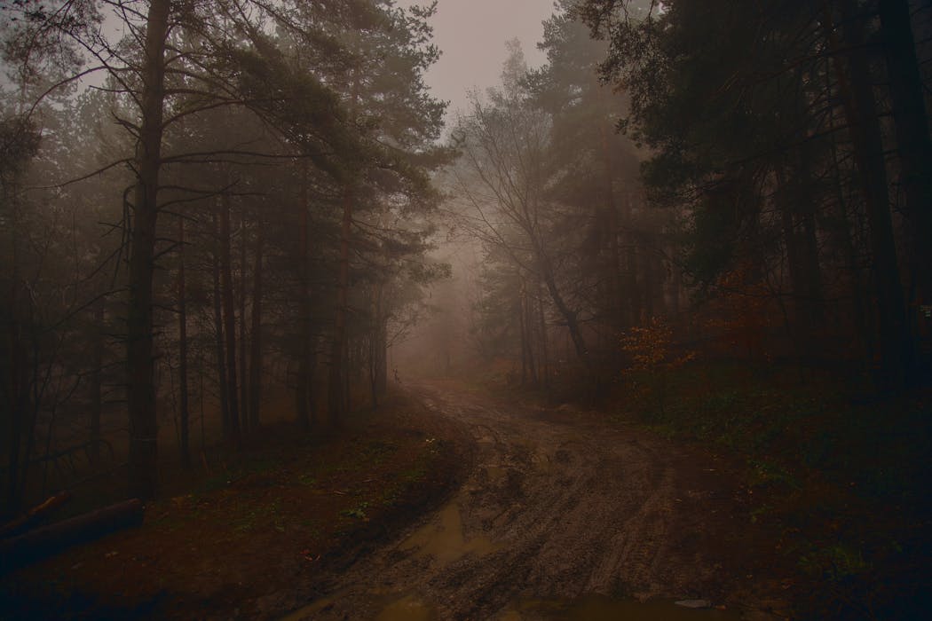 Fog over Dirt Road in Forest
