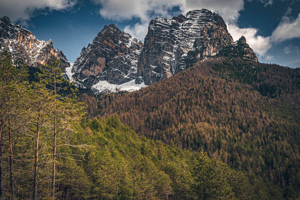 North Michigan’s Rugged Forests