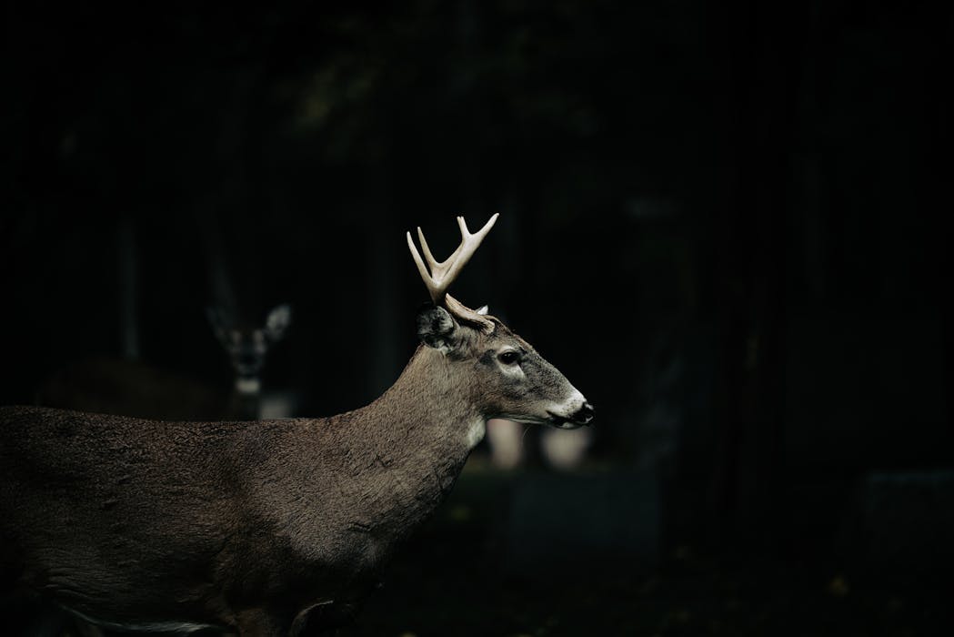 Photo of a Deer