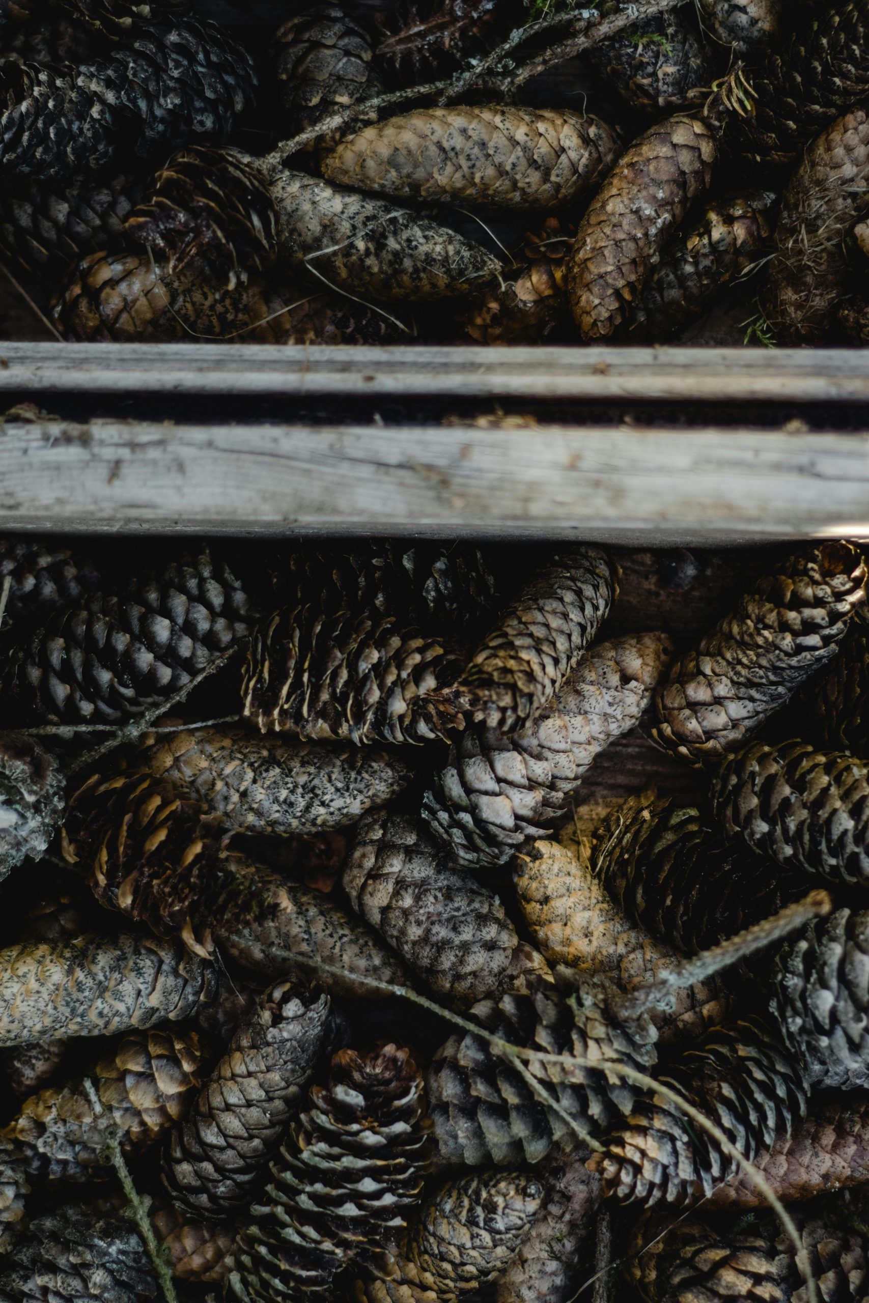 Pine Cone Dry Storage Barriers
