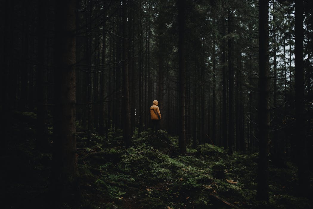 Moisture due to Fog in Forest