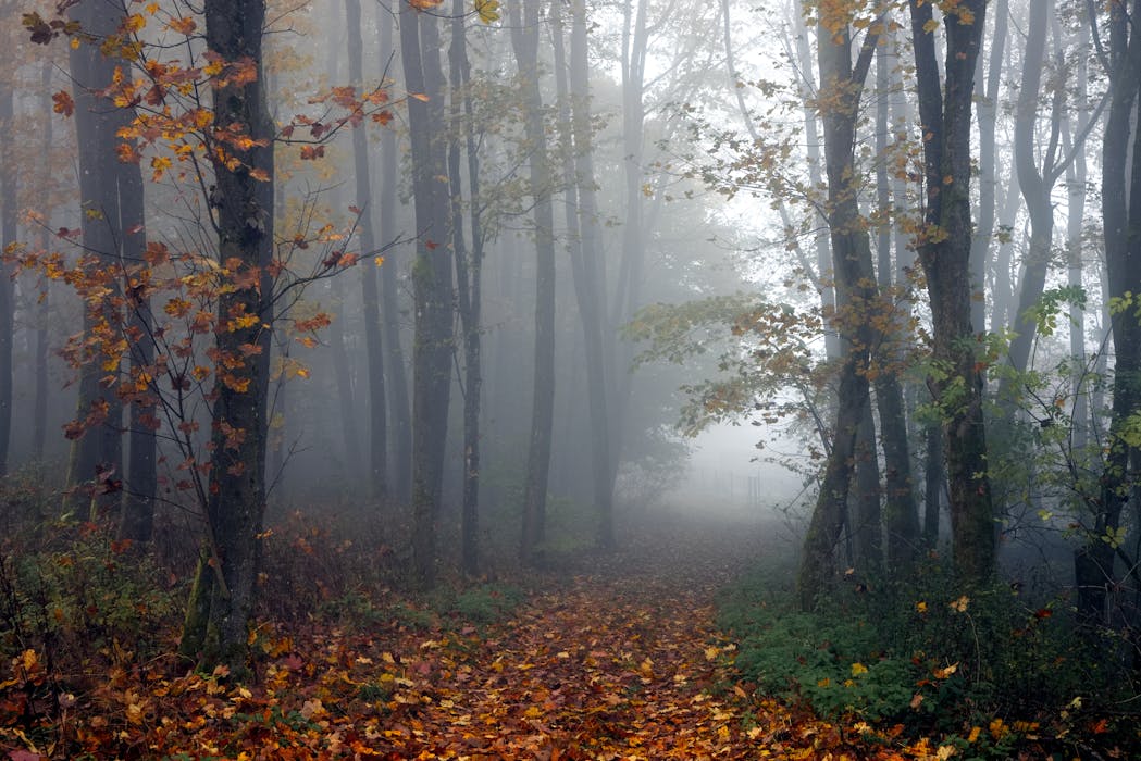 Misty Autumn Forest Pathway in Foggy Landscape