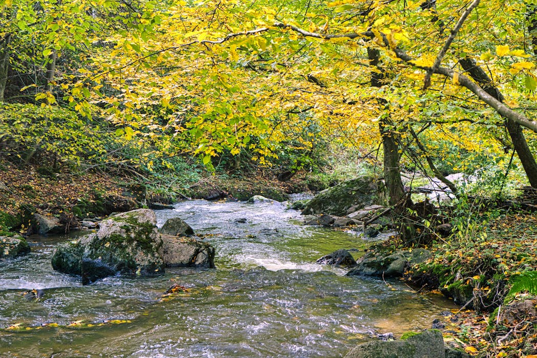 Tranquil Forest Stream in Autumn Setting with Springs and Seeps
