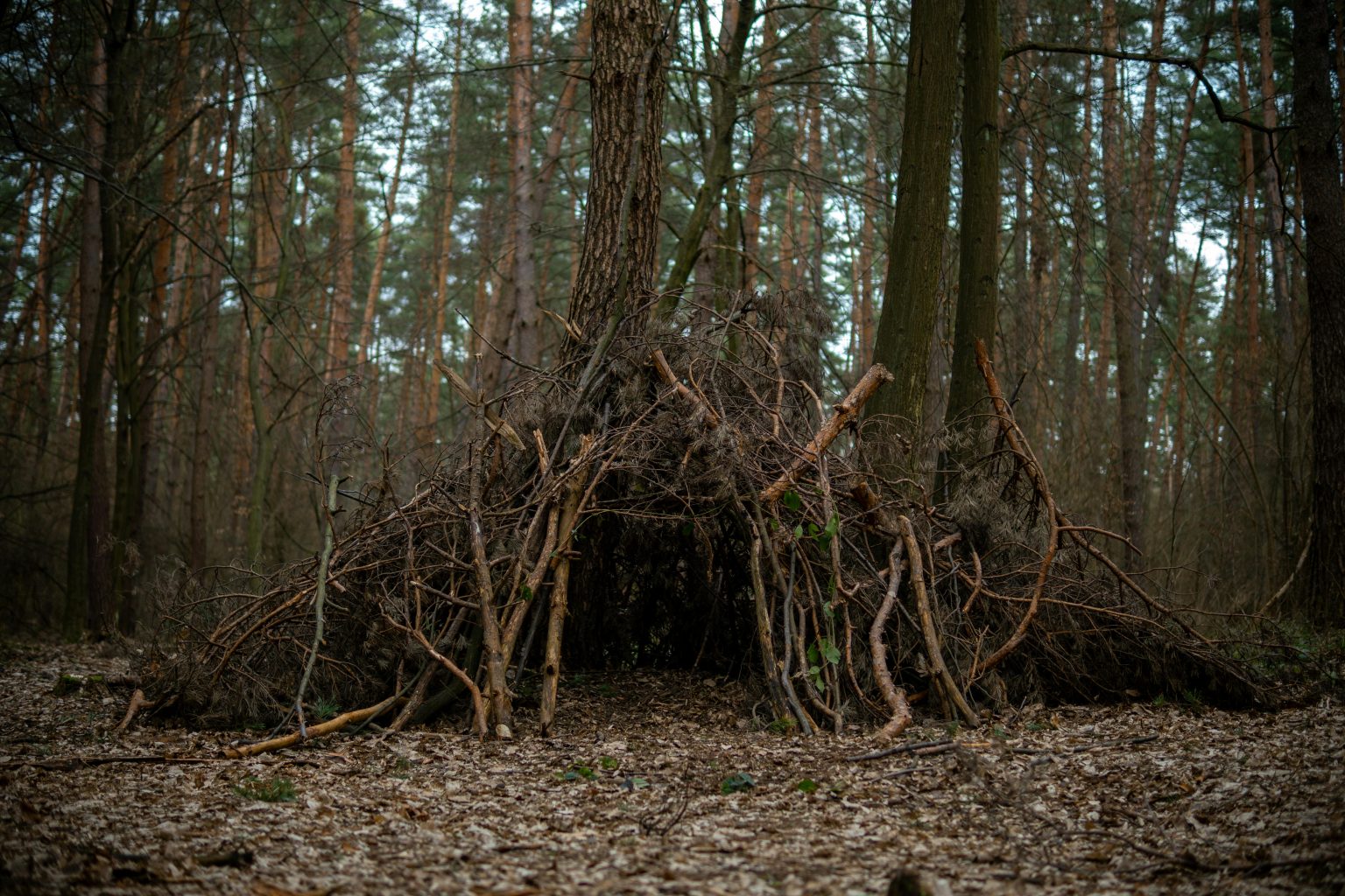12 Bushcraft Uses for Deadfall Trees Most Campers Never Think Of ...