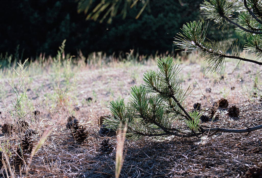 Pine Cone Mulch for Temporary Camps