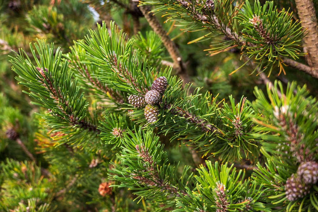 Pine Cone Tree