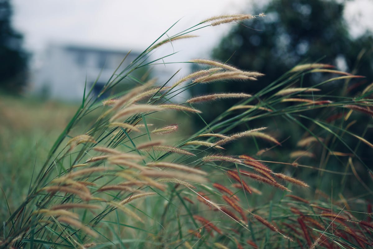Close-up of Tall Grass Blades in a Breezy Field