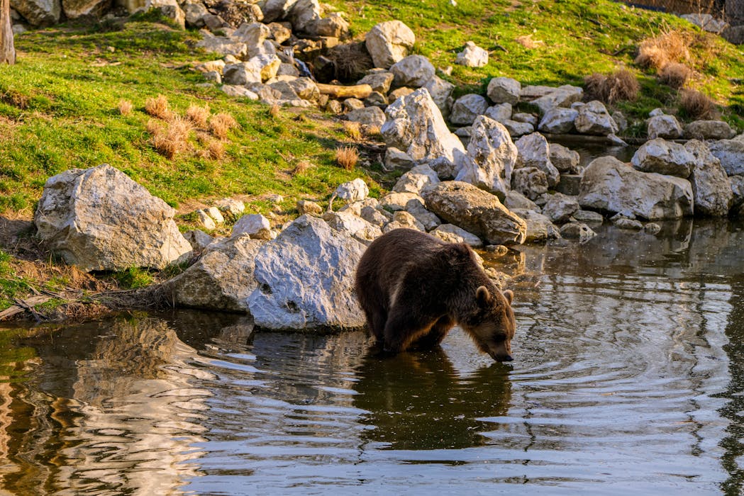 Bear Drinking from a Rocky Stream