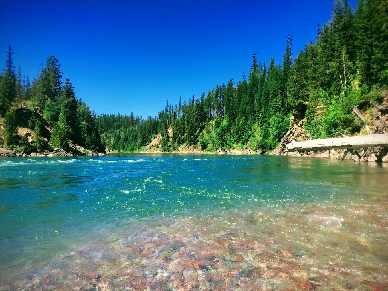 Flathead National Forest