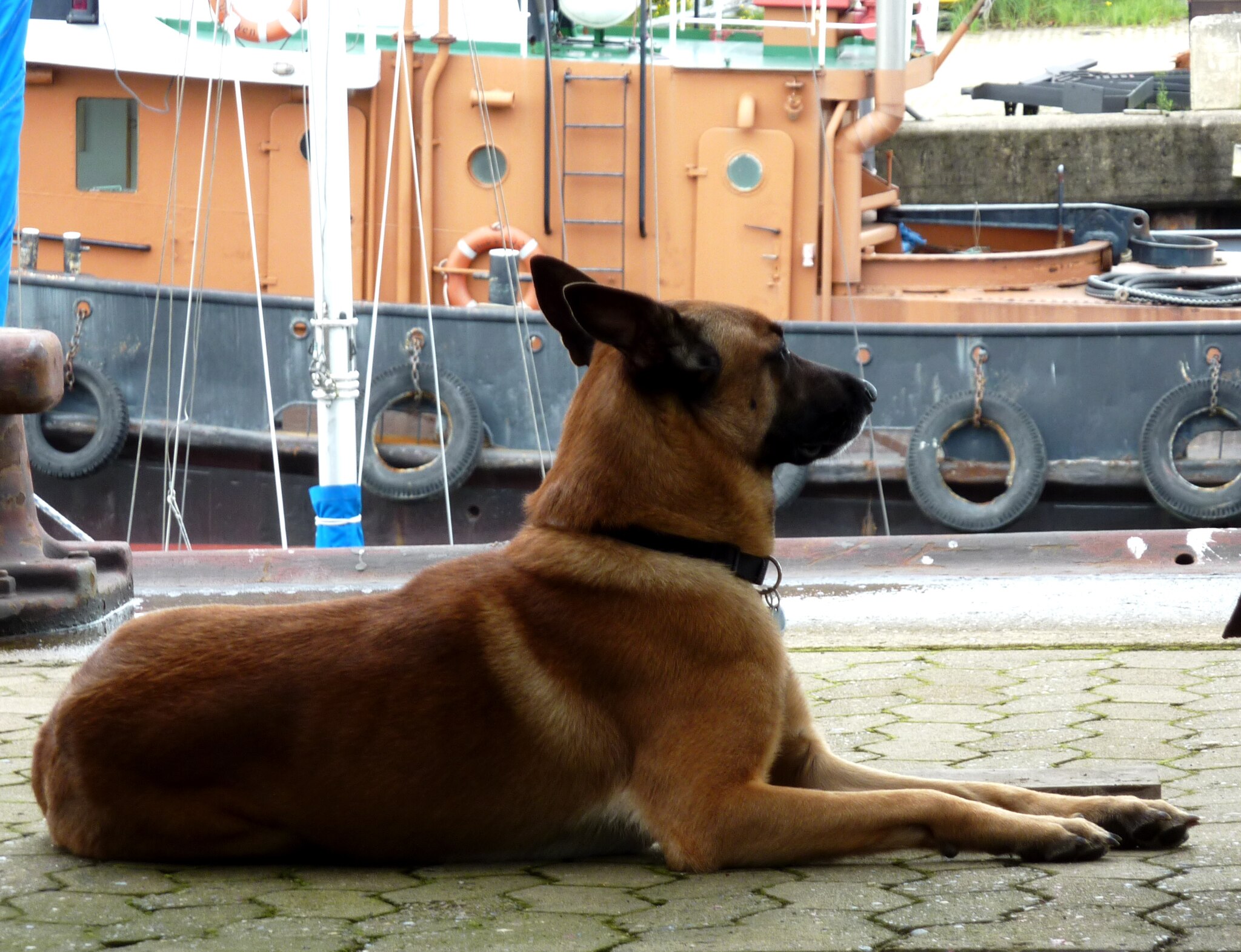 Belgian Malinois