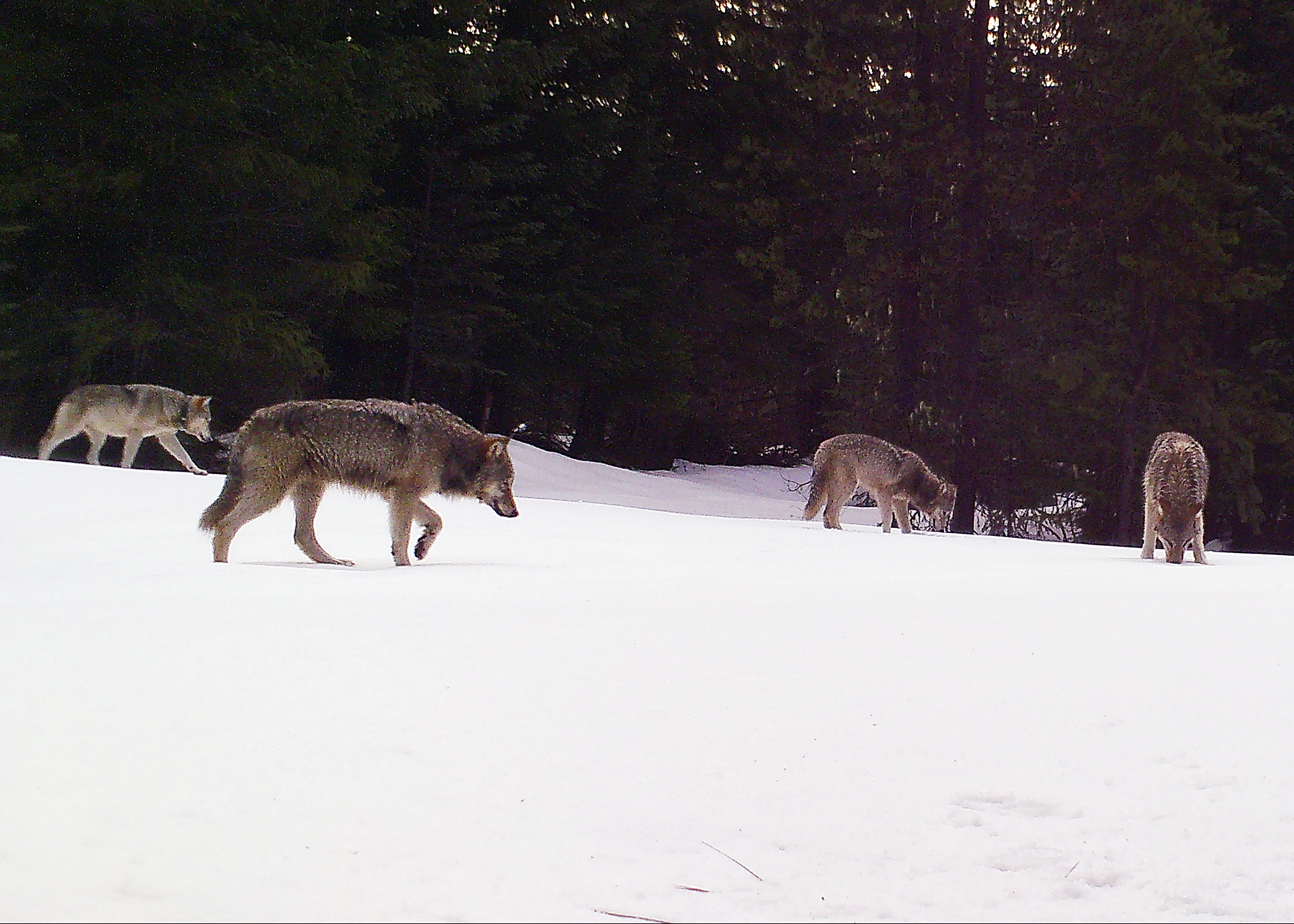 Indigo_wolves_odfw_(52015876923)