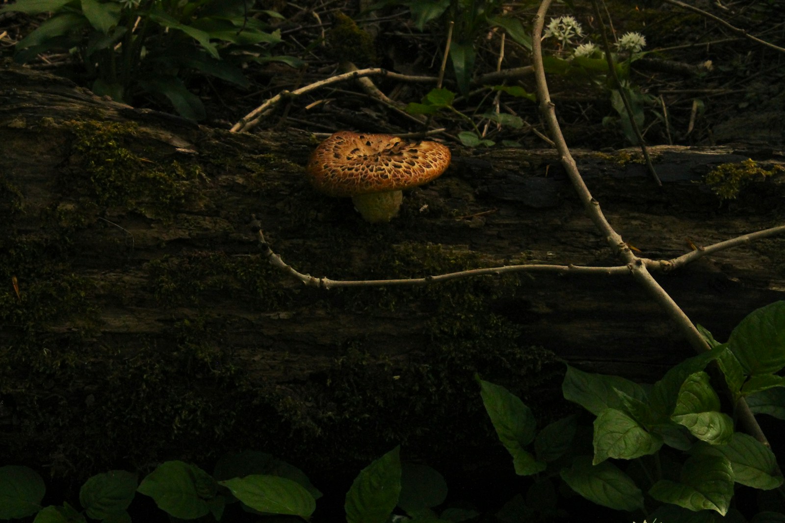 a mushroom sitting on top of a forest floor