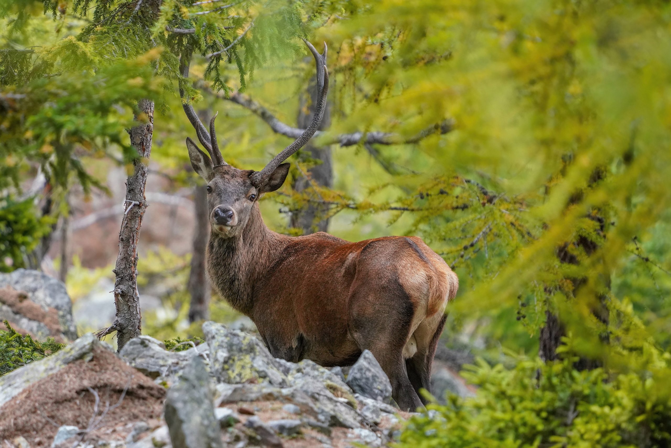 Wild Red Deer