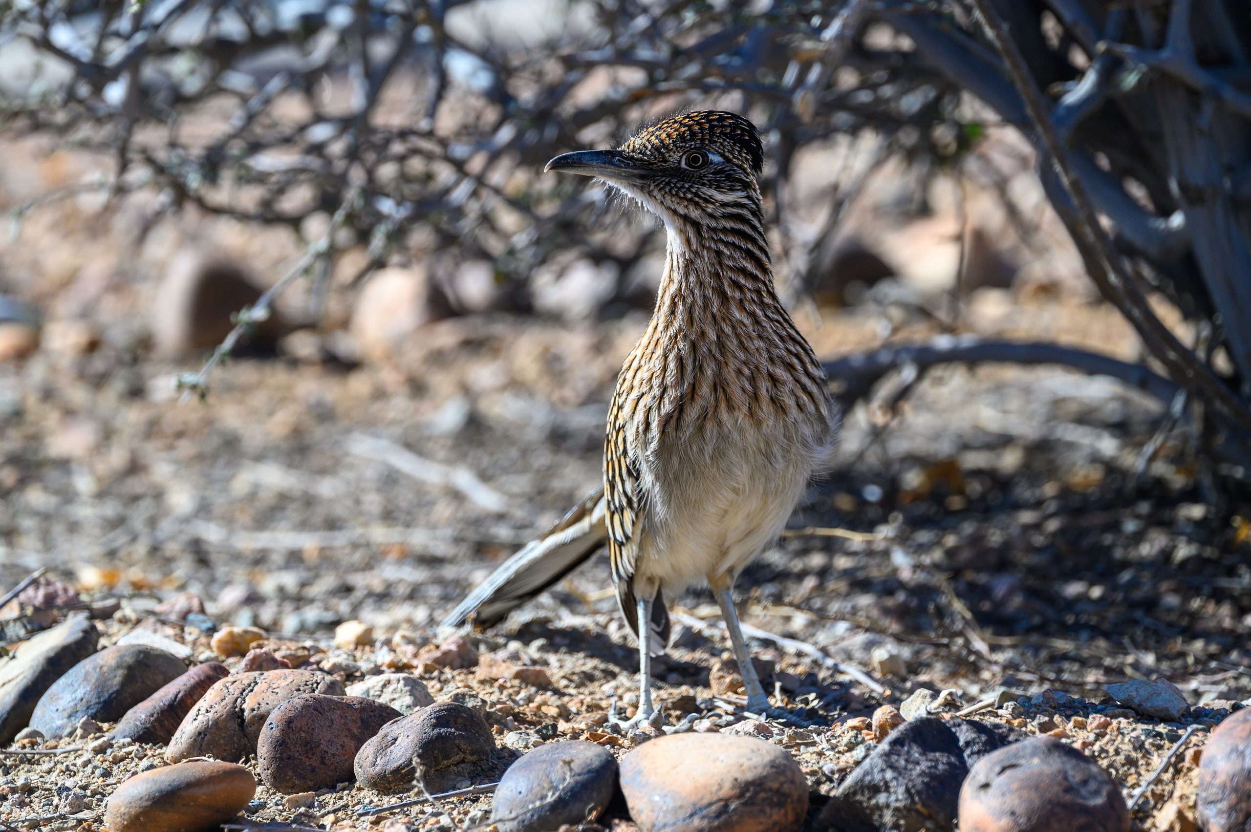 Greater Roadrunner