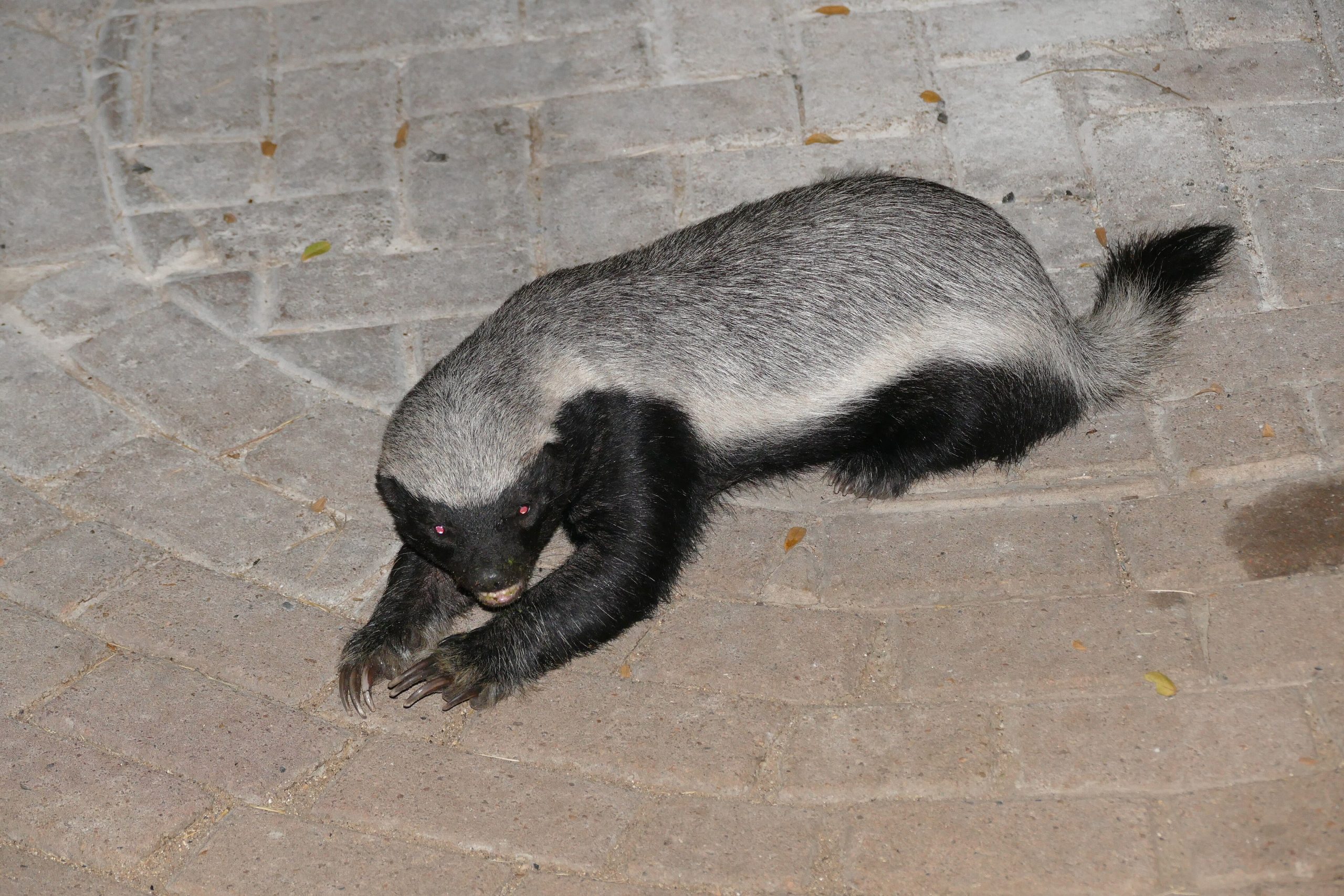 Honey Badger