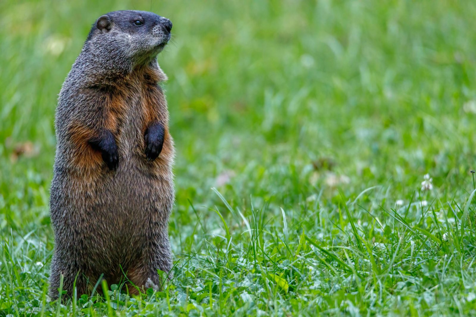 Woodchucks