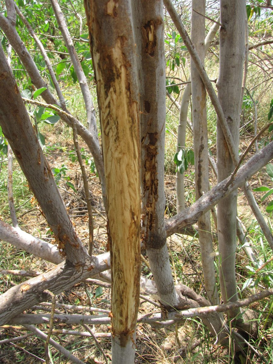 Tree Rubbed by Animal