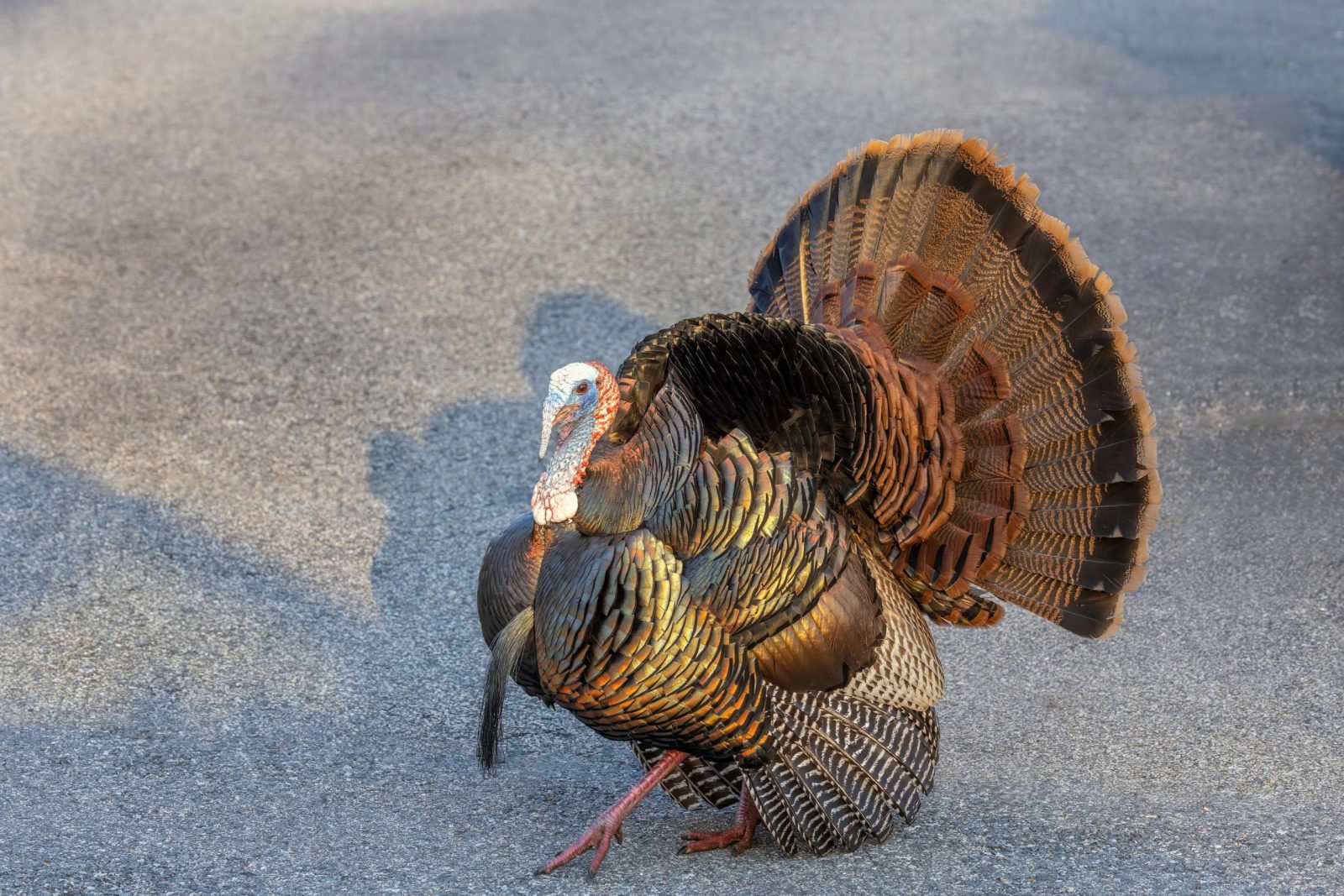 A vibrant wild turkey displaying its feathers on an asphalt road in Southborough, MA.