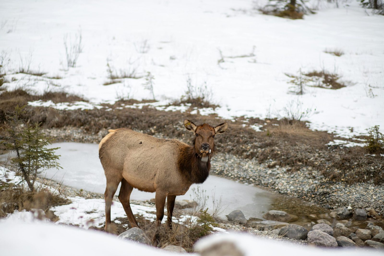 A wild elk stands by a rocky stream in the snowy backdrop of the Canadian Rockies.