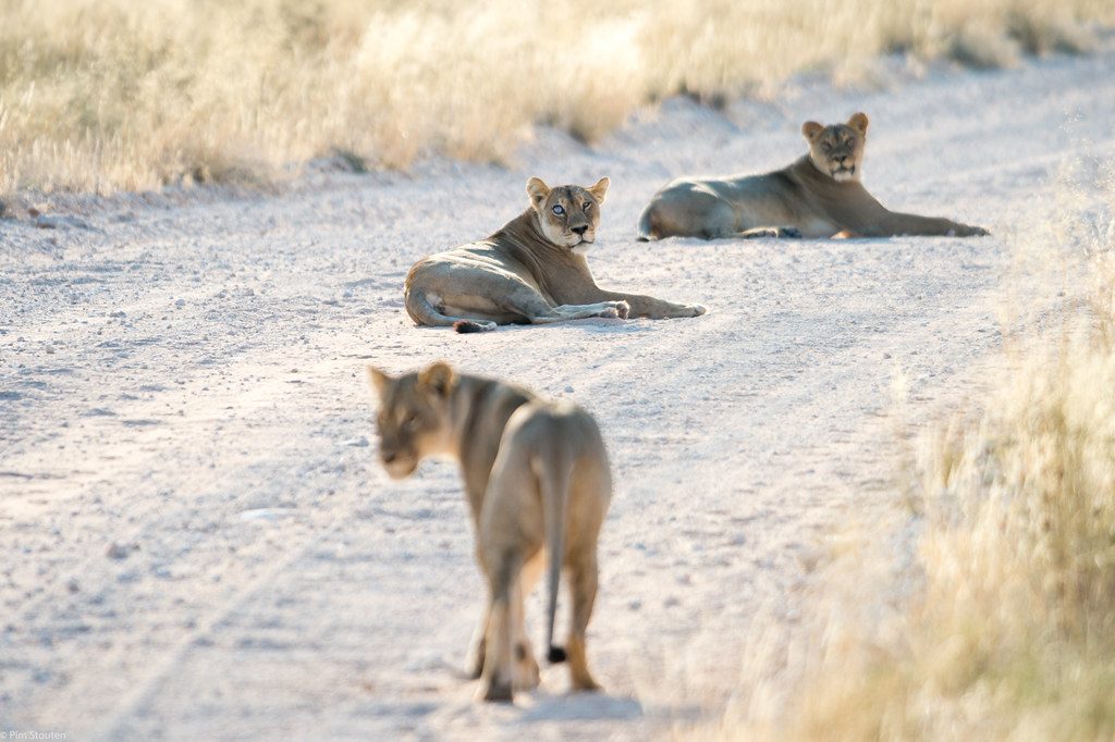 Taking it easy - World Lion Day