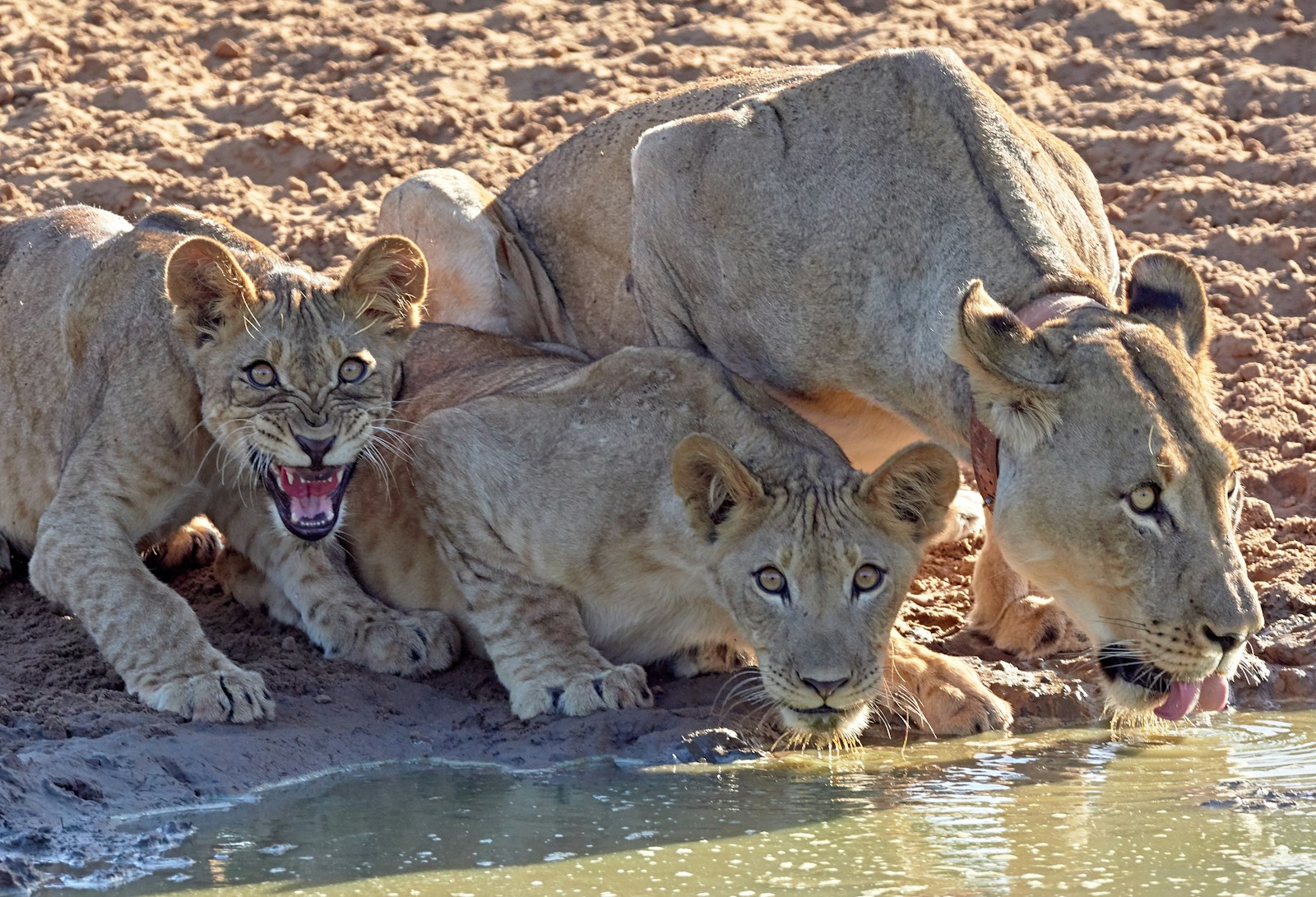 Lioness with cubs drinking water.