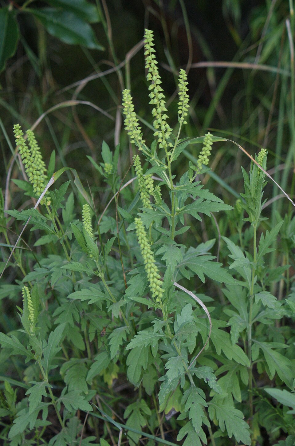 Ragweed Leaves