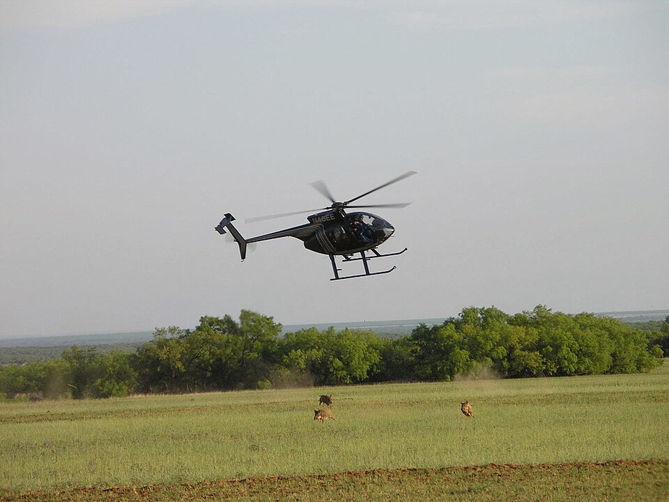 Feral pigs being shot from a helicopter, Texas Wildlife Services