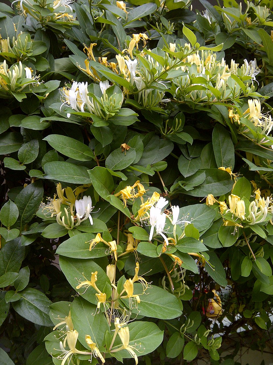 Honeysuckle Vines